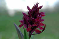 038-Orchidea-romana-gialla-.jpeg (32647 byte)