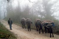 L'escursione con i muli in Val Nerina